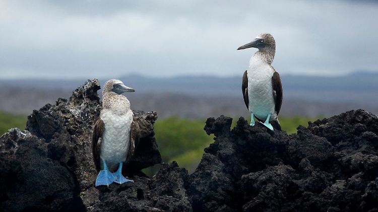 Blaufußtölpel auf Galapagos: Monogamie verhilft den Meeresvögeln zu mehr Nachwuchs.