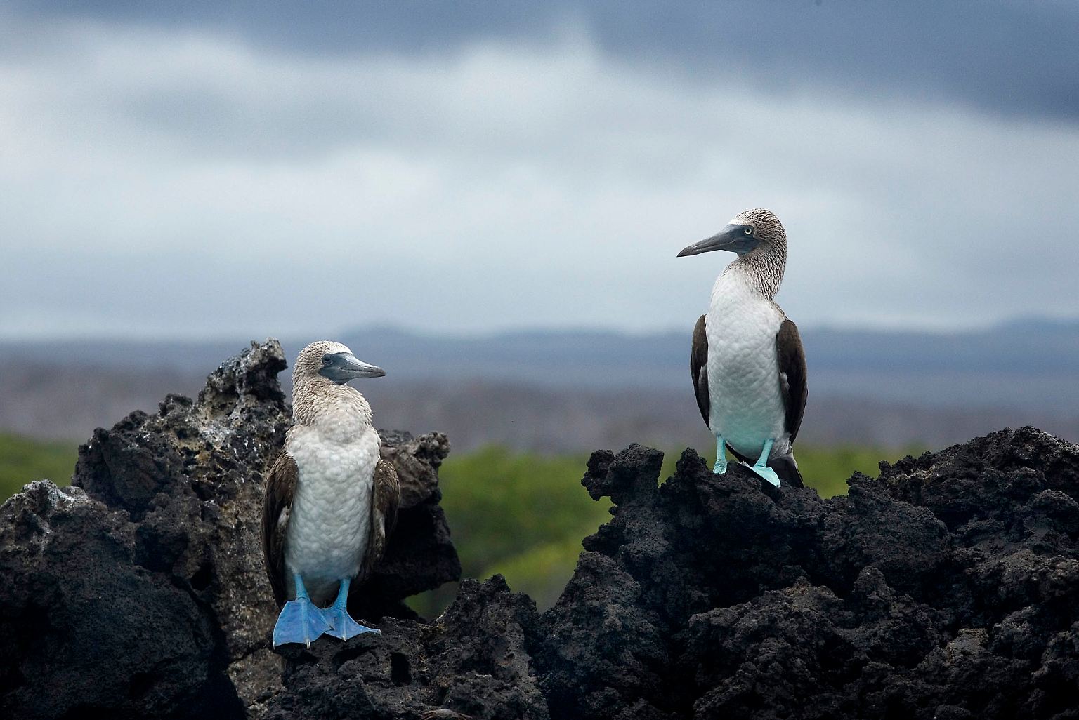 Die Galápagos-Inseln sind Heimat für auffällige Vögel wie die Blaufußtölpel ...