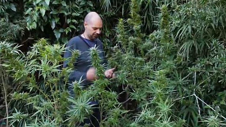 Uruguay Cannabis.JPG