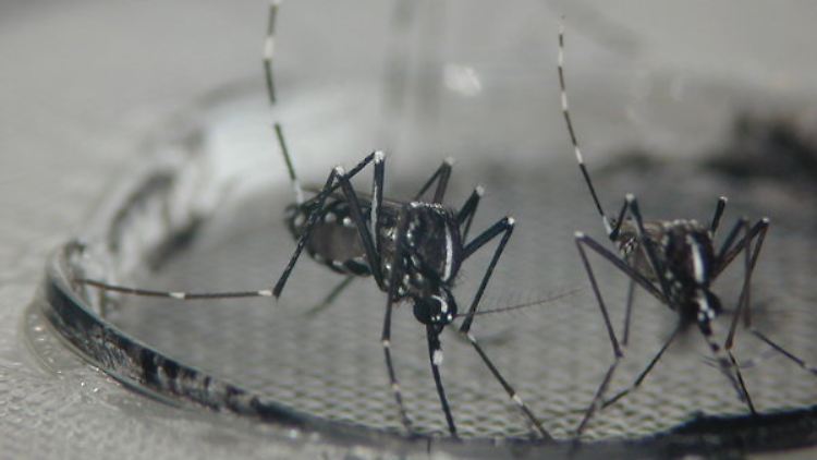 Die Asiatische Tigermücke kann das Dengue-Virus übertragen.
