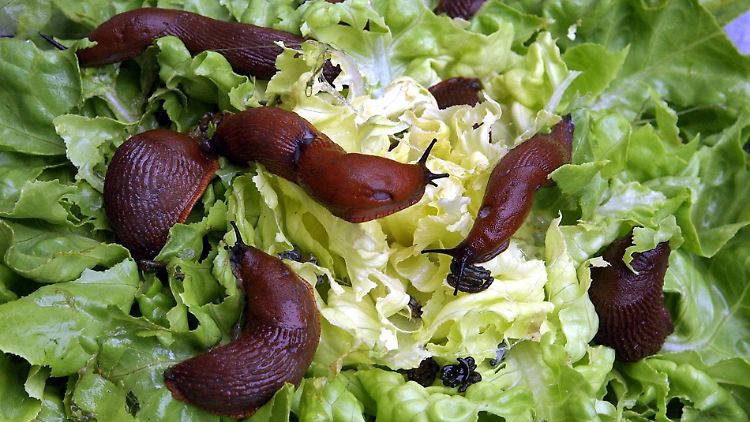 Wer einen großen Garten hat, wird bei vielen Nacktschnecken wohl über Fressschäden klagen.