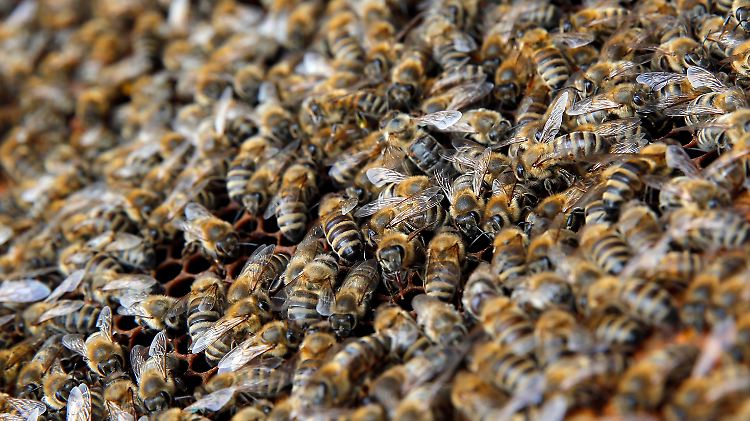 Durch den Unfall waren die Bienen vermutlich desorientiert und sauer. (Symbolbild)