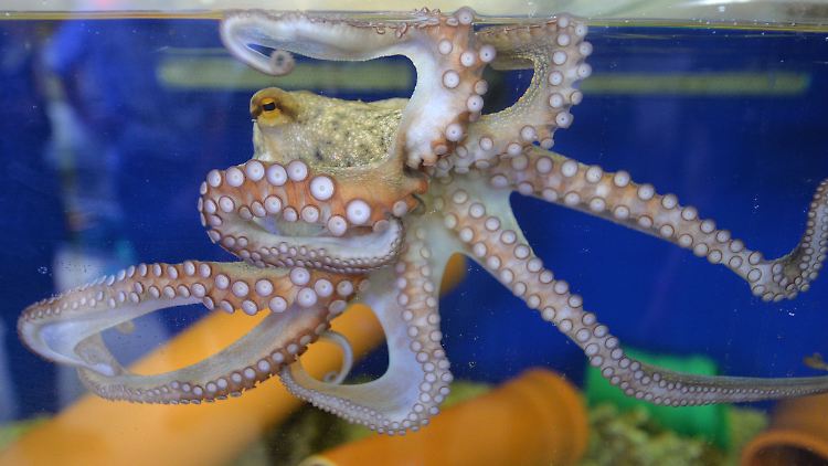 Kraken heften sich an alles, was in ihre Nähe kommt.
