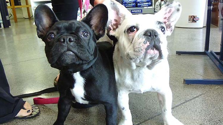 Die beiden Welpen Stella und Stewart nach der Rettung.