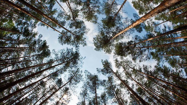 Die Börsen-Bäume wachsen in den Himmel.