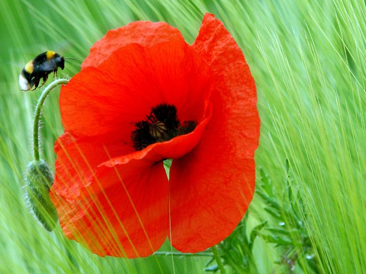 Im persischsprachigen Raum symbolisiert Klatschmohn die Liebe. Der schwarze Mittelpunkt steht für die Leiden der Liebe.