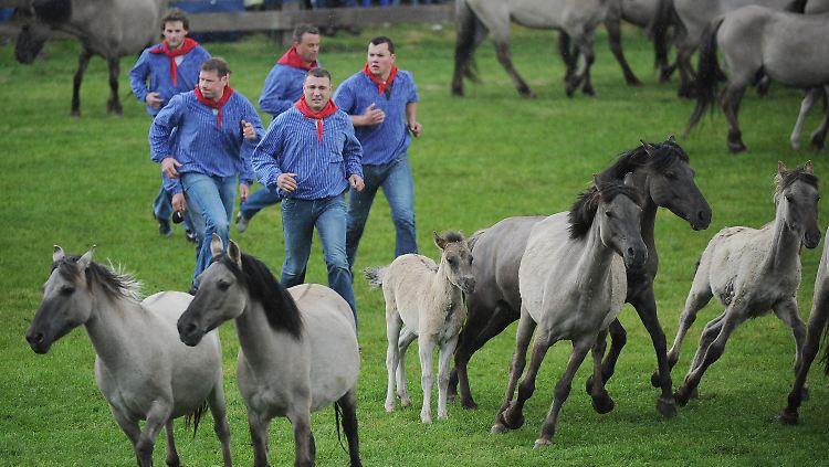 Rudolf Herzog von Croÿ besitzt die letzte Wildpferdeherde Deutschlands. 
