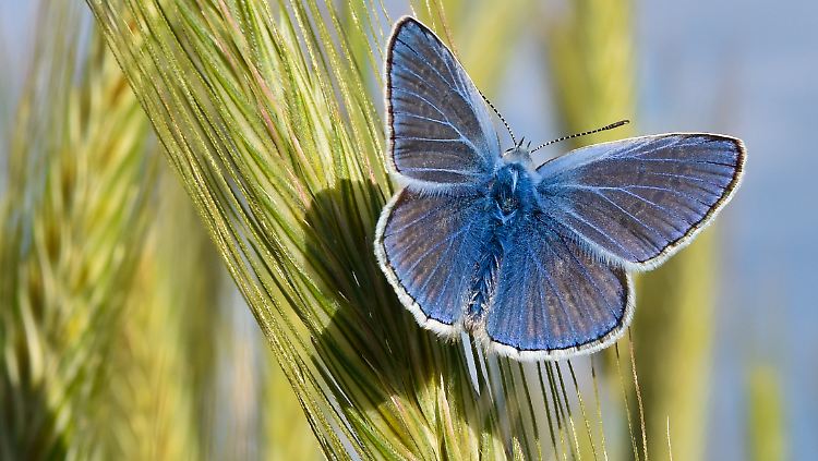 Der Klimawandel könnte die Farbenvielfalt der Insekten in Europa beeinflussen. 