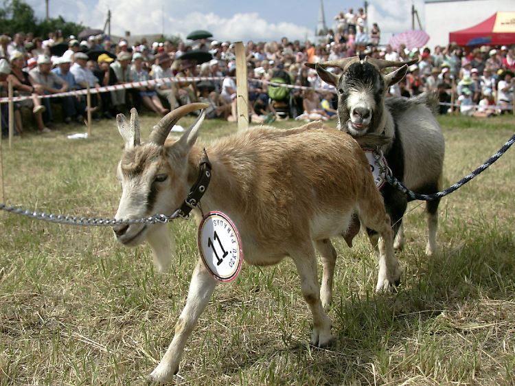 Saulite (l) und Kamruna präsentieren sich natürlich schön und ungeschmückt.
