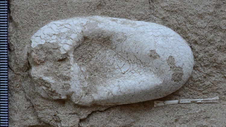 Erstmals können Forscher einen Blick auf dreidimensional erhaltene Pterosaurier-Eier werfen.