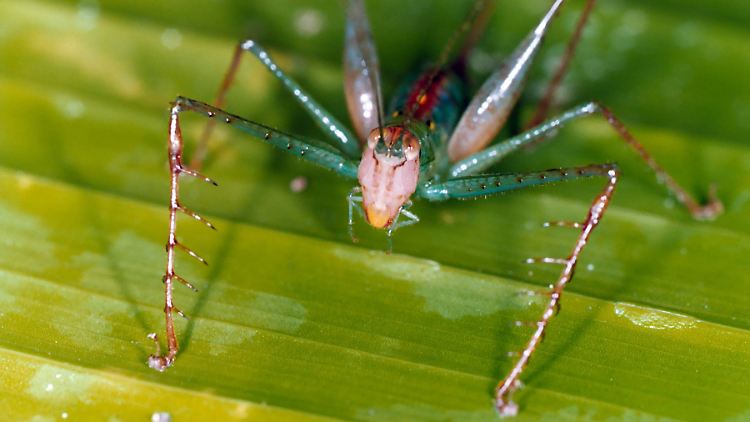 Kleiner Hochtöner: Supersonus aequoreus hat die höchsten Paarungsrufe im gesamten Tierreich.