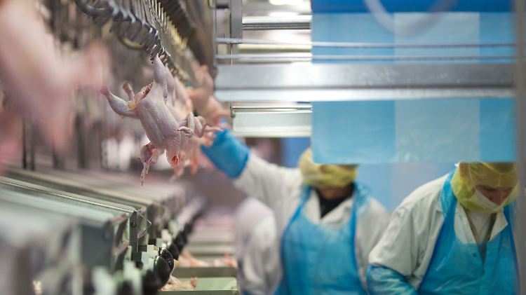 Das deutsche Hühnchen ist laut Expertenmeinung nicht gesünder als das amerikanische Chlorhühnchen.