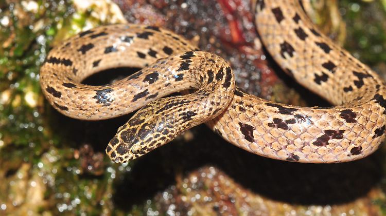 Die "Lycodon zoosvictoriae" ist ungefähr 41 Zentimeter klein und nicht giftig.