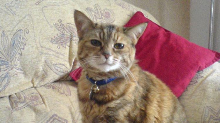 Erst im Mai wurde Poppy als älteste Katze der Welt ins Guinness-Buch der Rekorde aufgenommen.