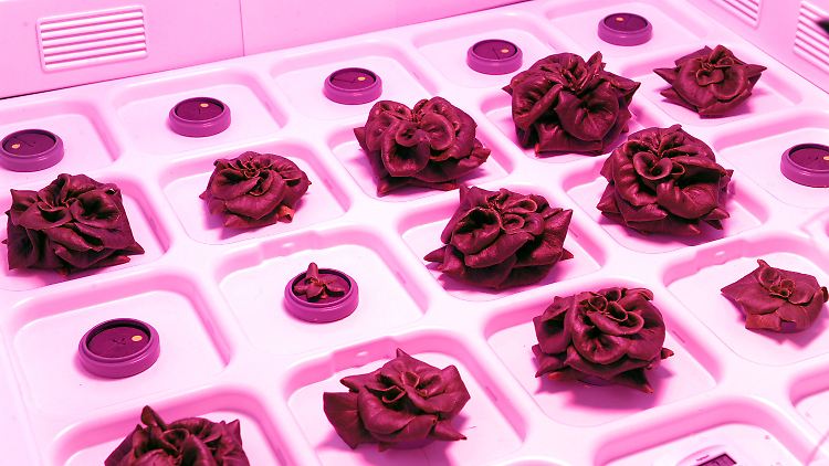 Salatköpfe, die bei pinkfarbener Beleuchtung im Zeltschrank eines sterilen Labors des Deutschen Zentrums für Luft- und Raumfahrt in Bremen für die Raumfahrt gezüchtet werden.