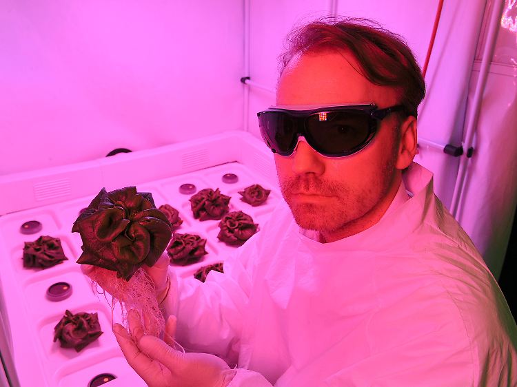 Daniel Schubert mit einem der Salatköpfe. Das Ziel der Forschungsarbeit ist es, ressourcenschonende Gewächshäuser für das Weltall zu entwickeln.
