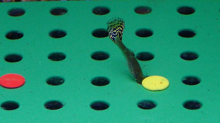 Guppy-Weibchen machten bei der ihnen gestellten Aufgabe nur halb so viele Fehler wie ihre männlichen Artgenossen.