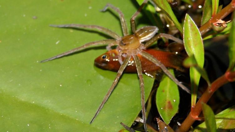 Spinne beim Fressen eines Fisches: Wissenschaftler haben beobachtet, dass einige Spinnenarten Fische töten und fressen können, die viel größer sind als sie selbst.