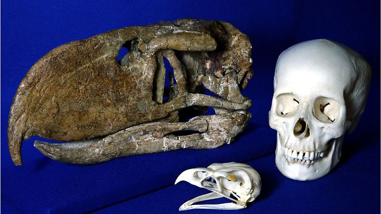Der fossile Schädel eines  Terrorvogels im Größenvergleich zu einem menschlichen Schädel. 