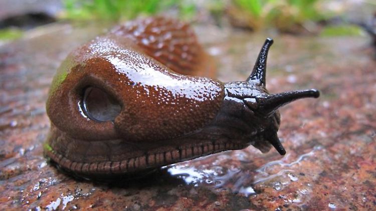 Die Spanische Wegschnecke ist Forschern zufolge die häufigste Schneckenart in Deutschland.