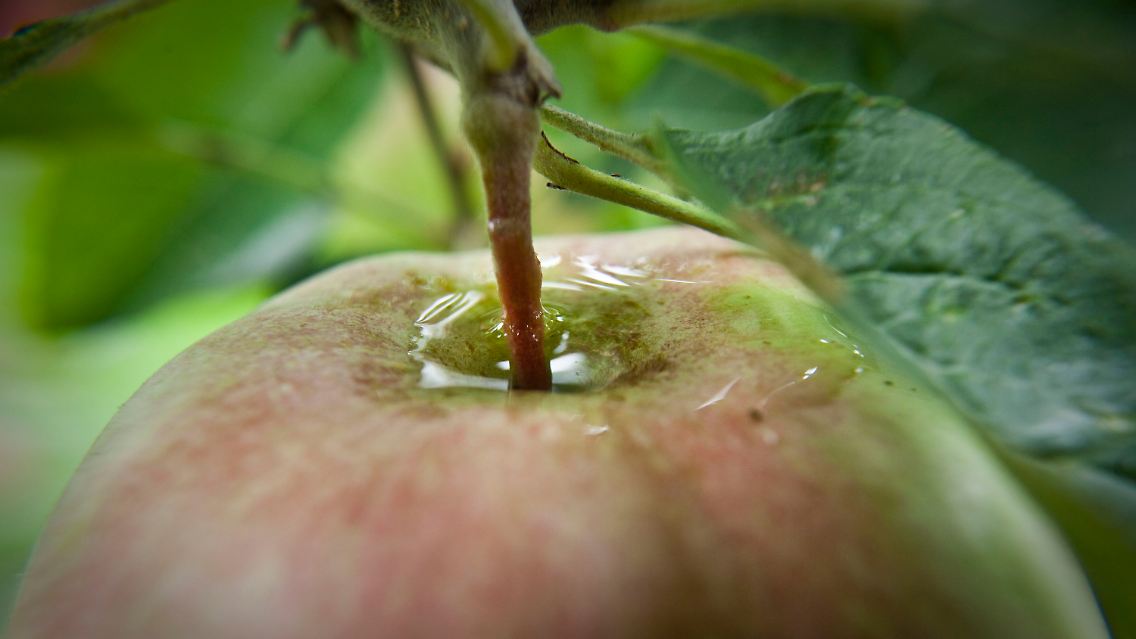 Es ist wieder so weit: die Äpfel sind reif.