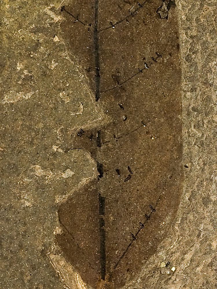 Das fossile Blatt mit den charakteristischen Bissspuren.