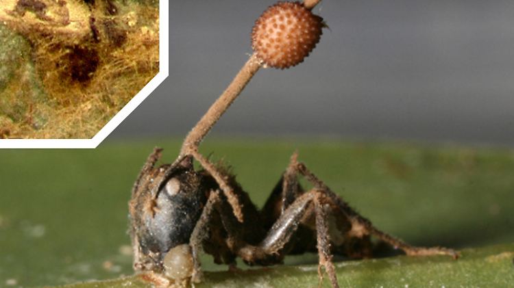 Eine befallene Ameise, aus deren Kopf eine Pilzhyphe mit Pilzspore wächst.