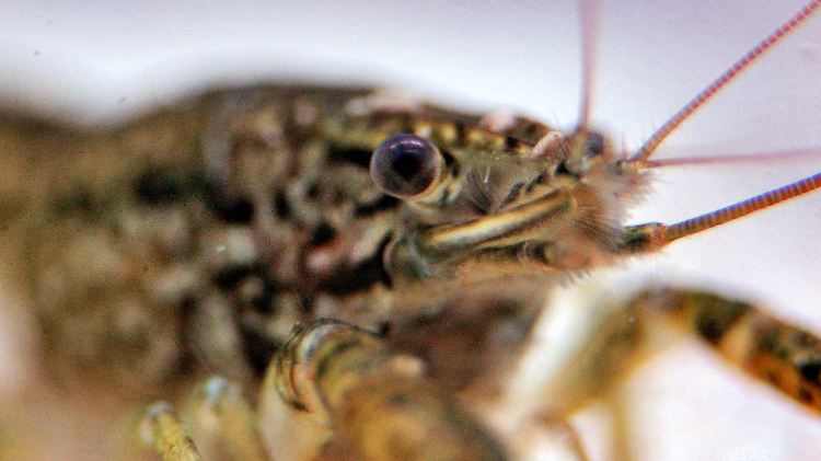 Der Mamorkrebs konnte bis heute keiner wissenschaftlichen Art zugeordnet werden. 