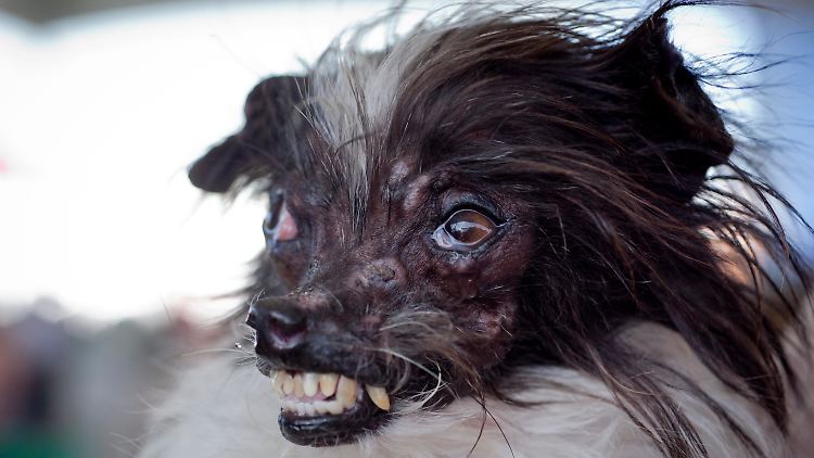 "Peanut" ist der neue Preisträger und wird, trotz seines Aussehens von seiner Halterin geliebt.