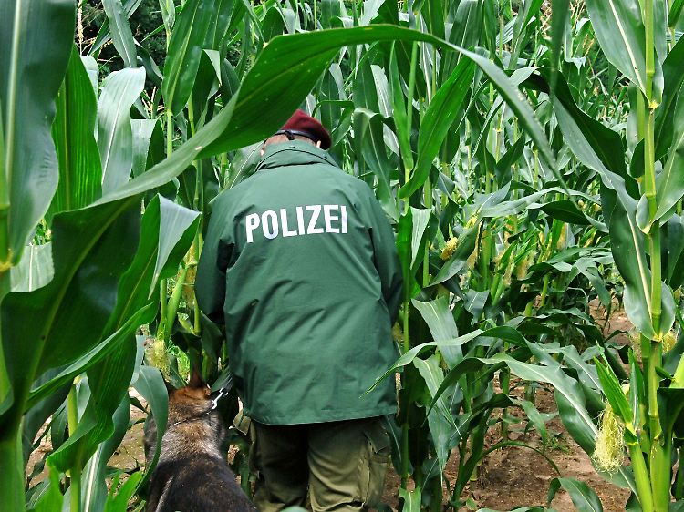 Der Mais soll zweieinhalb Meter hoch gestanden haben.