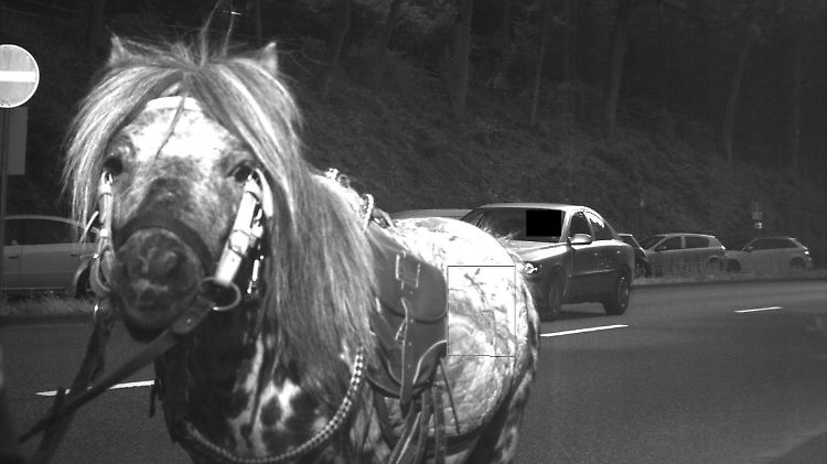 Dieser Autofahrer hatte nicht Schwein, sondern Pferd: Sein Kennzeichen ist nicht zu erkennen.