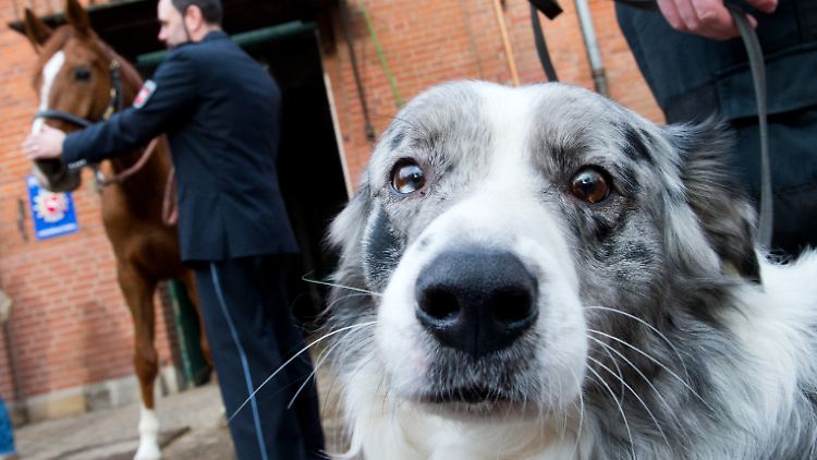 Mit einem Gewicht über drei Kilo dürften Pferd und Hund theoretisch gleich lange das Bein heben.