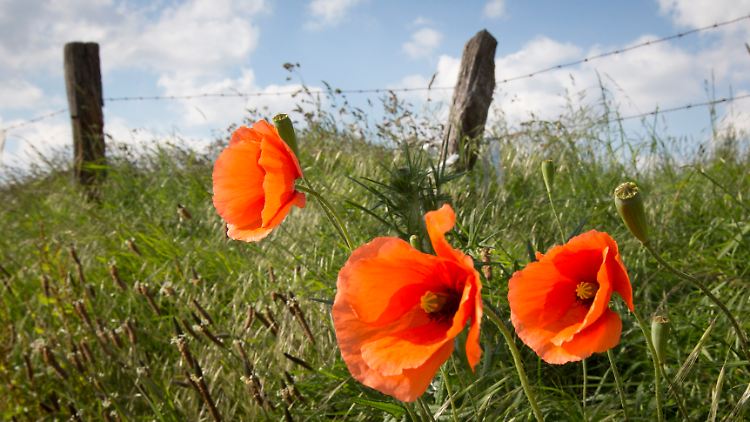 Die blutroten Mohnblumen von den Feldern von Flandern - in Großbritannien ein Symbol für die Toten des Ersten Weltkriegs.