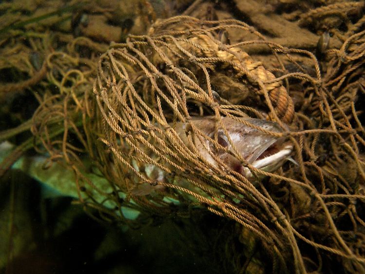 Ziellos treibendes Fischereigerät: Ein Dorsch hat sich in einem Geisternetz am Wrack des Holzfrachters "Fliegender Holländer" verfangen.