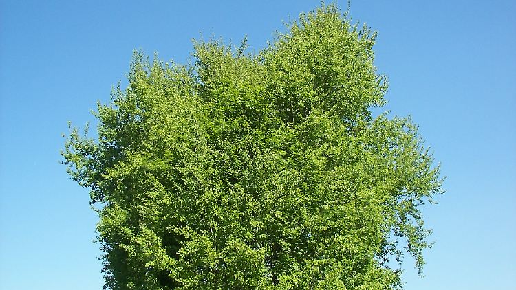 Die Zitter-Pappel wird auch als Espe oder Aspe bezeichnet. 