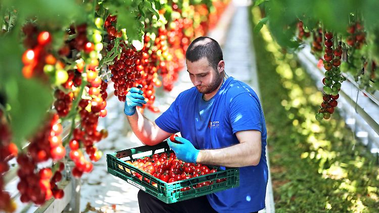 Bei der Tomatenernte in Sachsen-Anhalt.