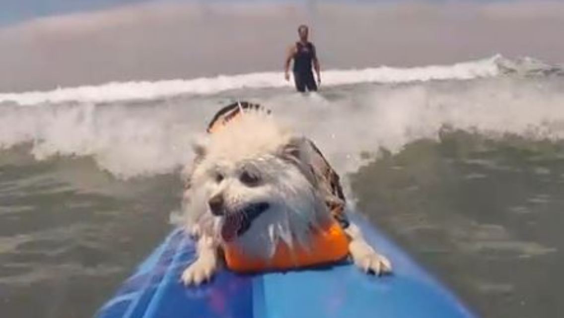 surfhund.JPG