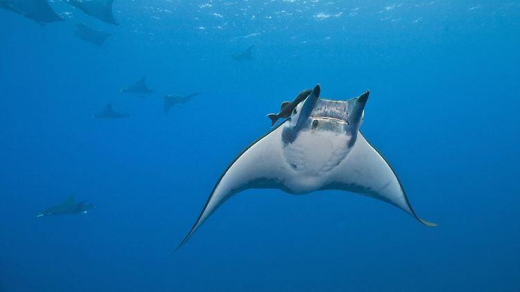 Teufelsrochen trotzen den niedrigen Temperaturen in tiefen Wasserschichten.