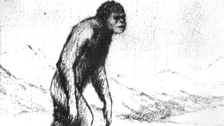 Der sowjetische Wissenschaftler A.G. Pronin zeichnete diese Skizze eines affenähnlichen Wesens, dass seiner Ansicht nach den Schneemenschen Yeti darstellt.