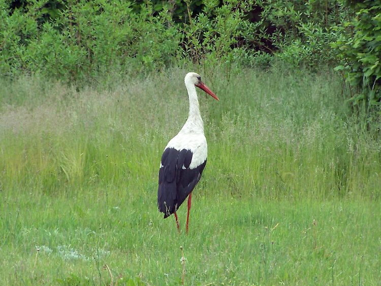 Im Spreewald sind noch Tierarten zu sehen, die anderswo längst selten geworden sind, so wie Fischotter, Kraniche und Störche.