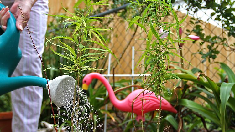 Cannabis ganz einfach auf dem Balkon anbauen? Das wird wohl in naher Zukunft nicht möglich sein.
