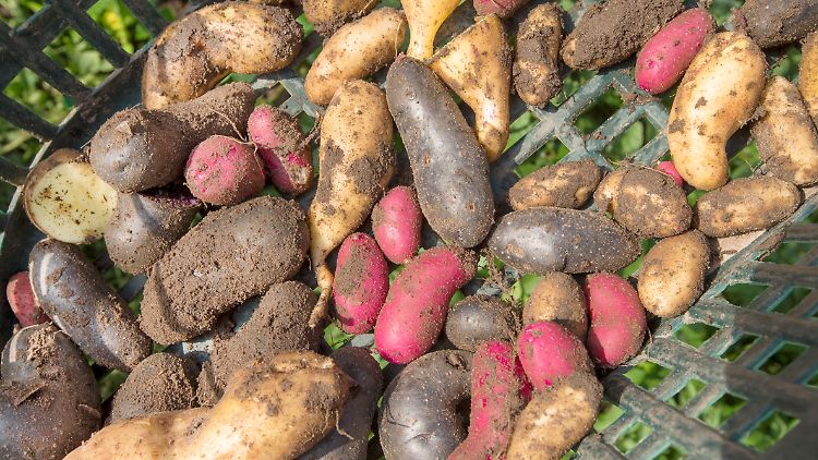Kartoffelsalat: Gar nicht so einfach?