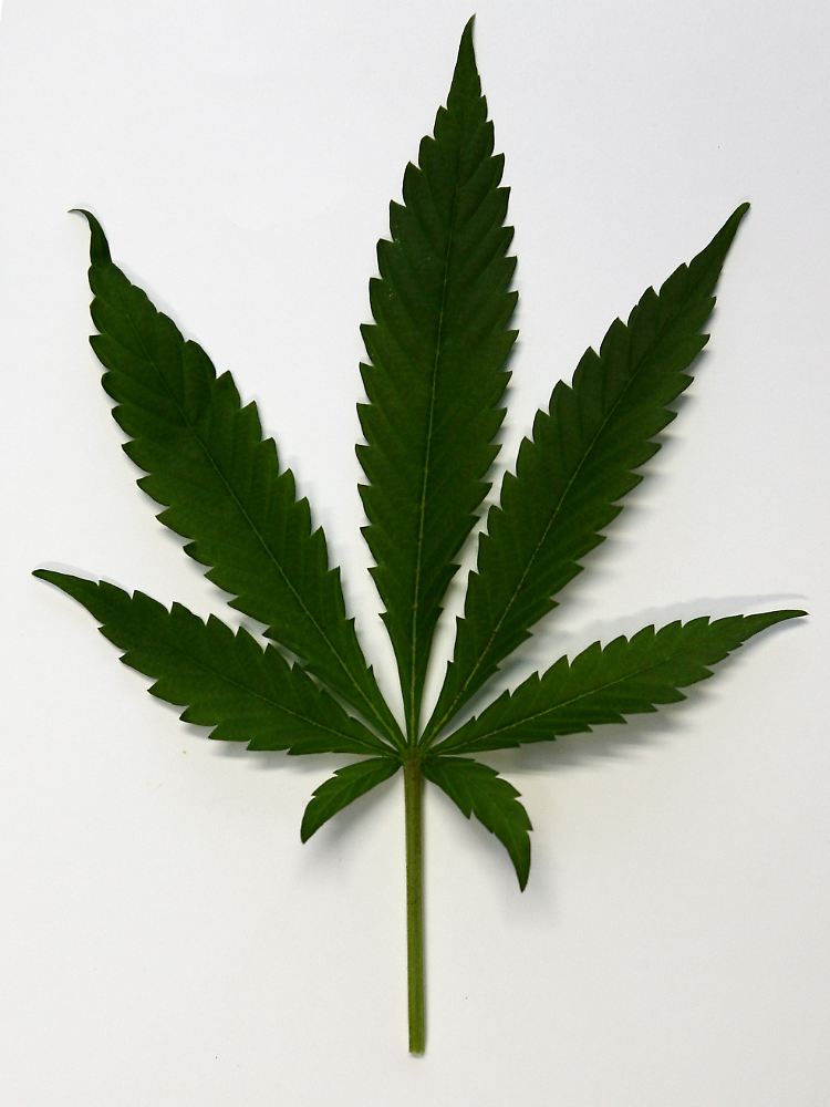 Die Behandlung mit Cannabisprodukten ist extrem teuer.