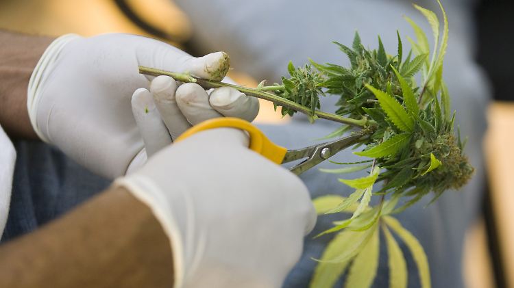 Deutschland diskutiert den Einsatz von Cannabis-Medikamenten bei Schwerstkranken.