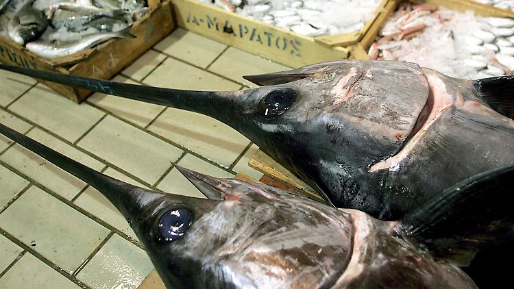 Fischverkauf in Keratsini südlich von Athen: Laut Fischereikommissarin Damanaki sind mindestens 96 Prozent der bodennahen Arten im Mittelmeer überstrapaziert, mehr als 70 Prozent der Fische aus mittleren Tiefen seien überfischt.