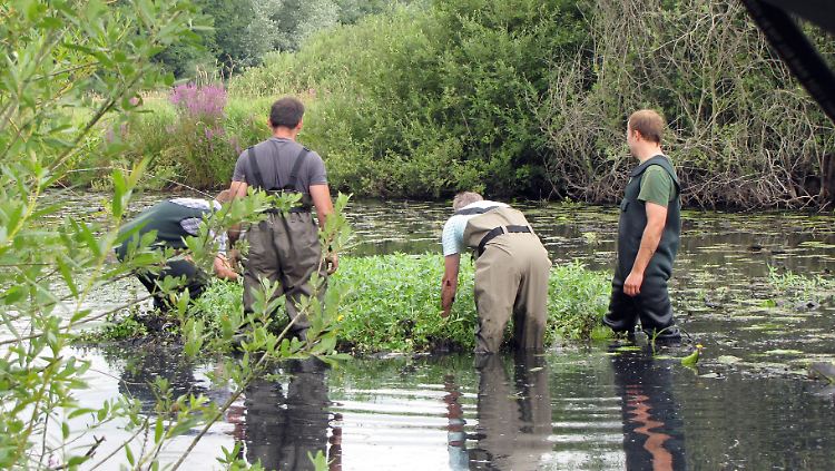 Mitarbeiter der Wasserwacht entfernen die Schädlingspflanze aus einem Fluss.