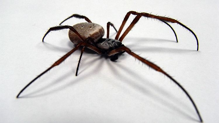 Eine Radnetzspinne in einem Labor.