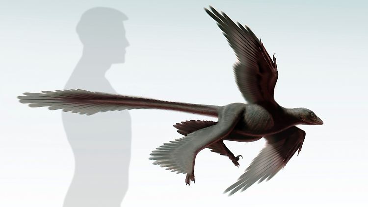 Computergrafik des Dinosaur Insitute/NHM von Changyuraptor yangi.