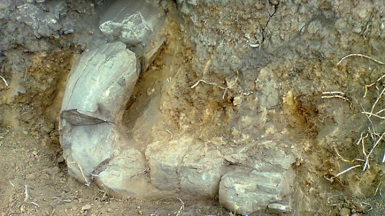 Der Stoßzahn eines Mammuts, gefunden in einer historischen Siedlung im Toluca-Tal in Zentralmexiko.