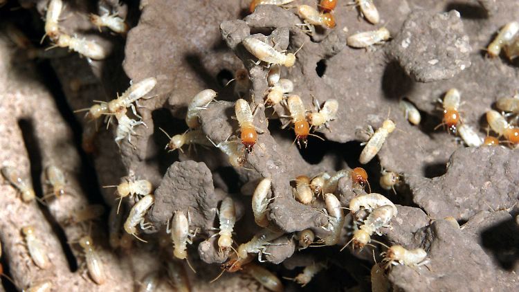 Mastotermes Darwiniensis, eine große Termitenart aus Australien.